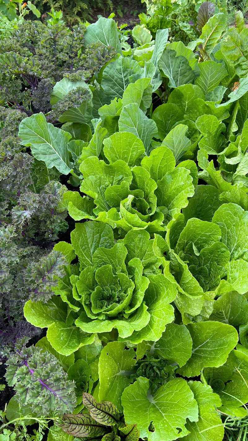 Sowing Lettuce During Peak Heat Sowing Lettuce During Peak Heat