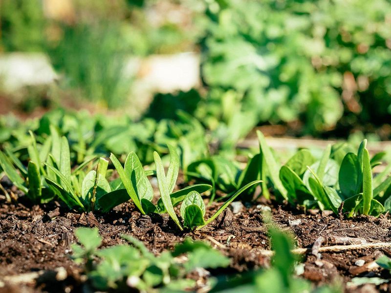 Sowing Seeds During Peak Summer Heat Sowing Seeds During Peak Summer Heat