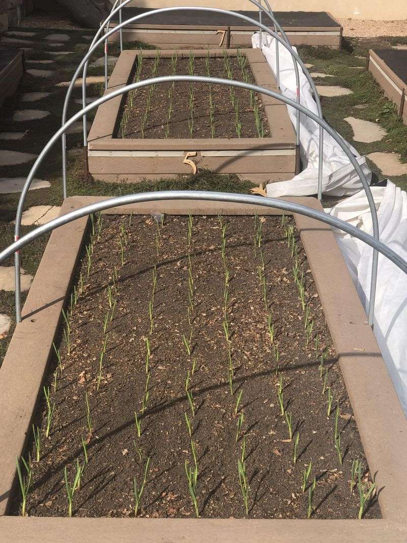 The Right Bed Size And Seed Amount The Right Bed Size And Seed Amount