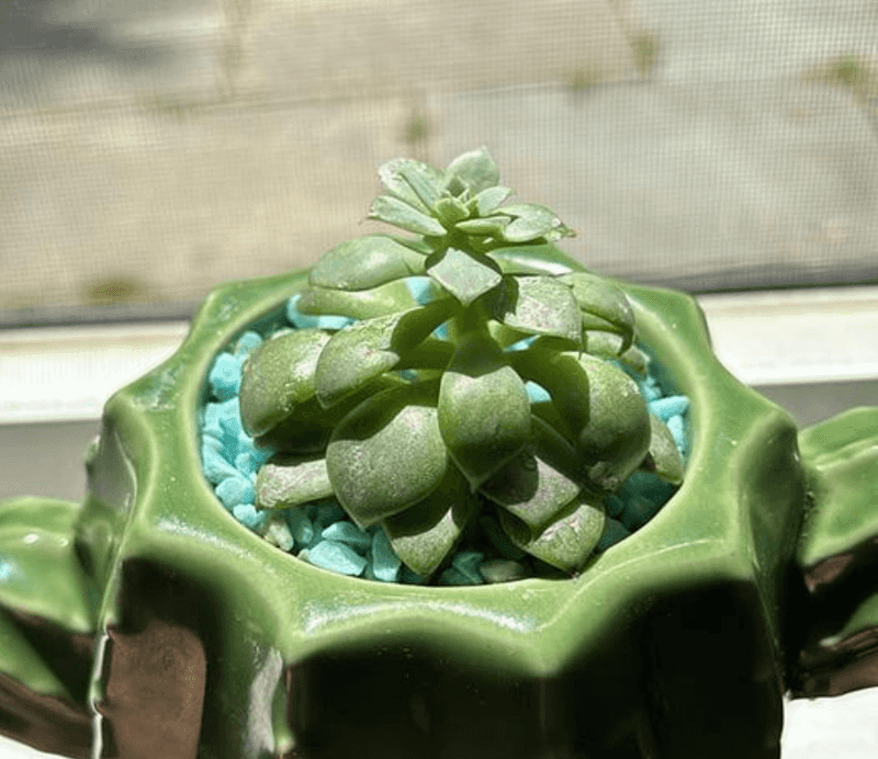 Spacing Between Leaves Increases Under Stress