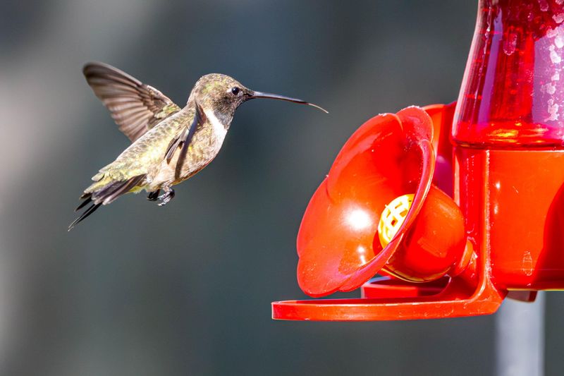 Spacing Feeders Apart Makes Them Harder For One Bird To Guard