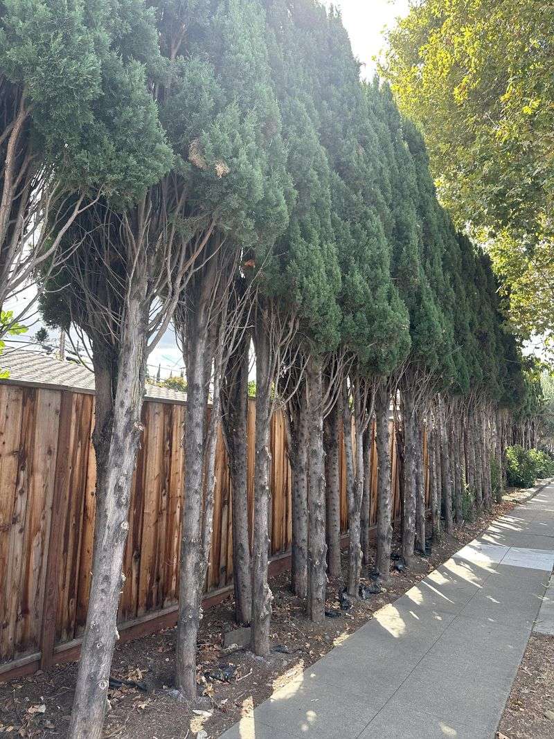 Spacing Matters Around Homes And Fences