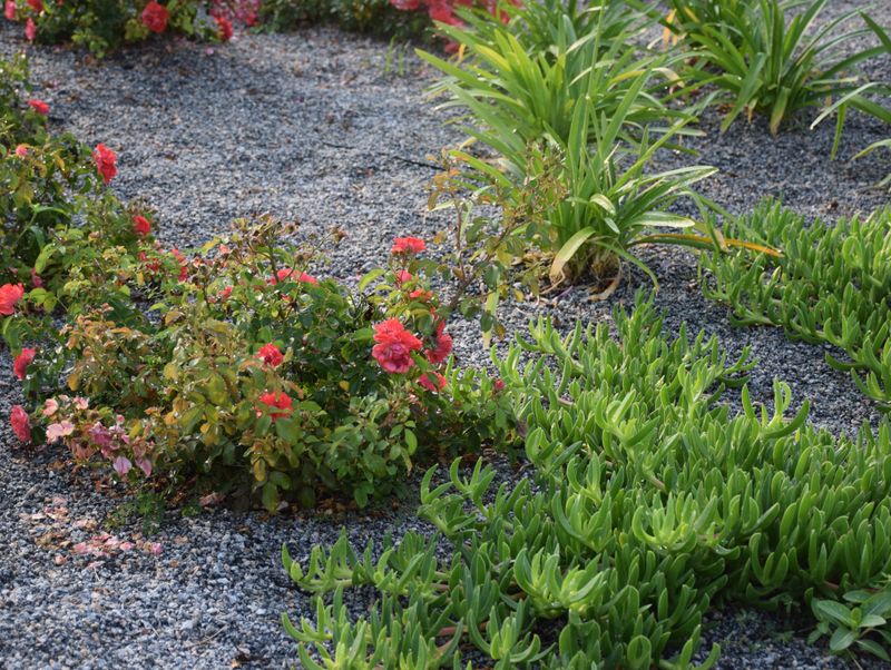 Spacing Matters As Much As Species Spacing Matters As Much As Species
