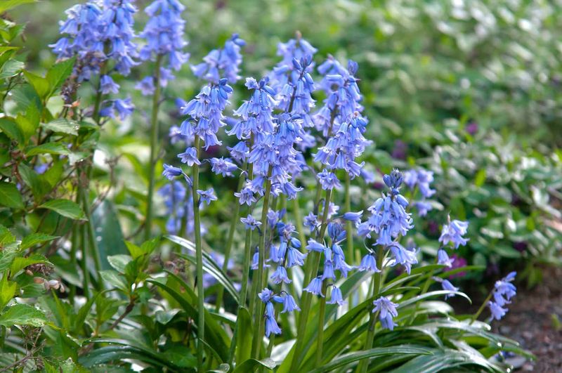Spanish Bluebells Can Spread Beyond Their Planting Beds