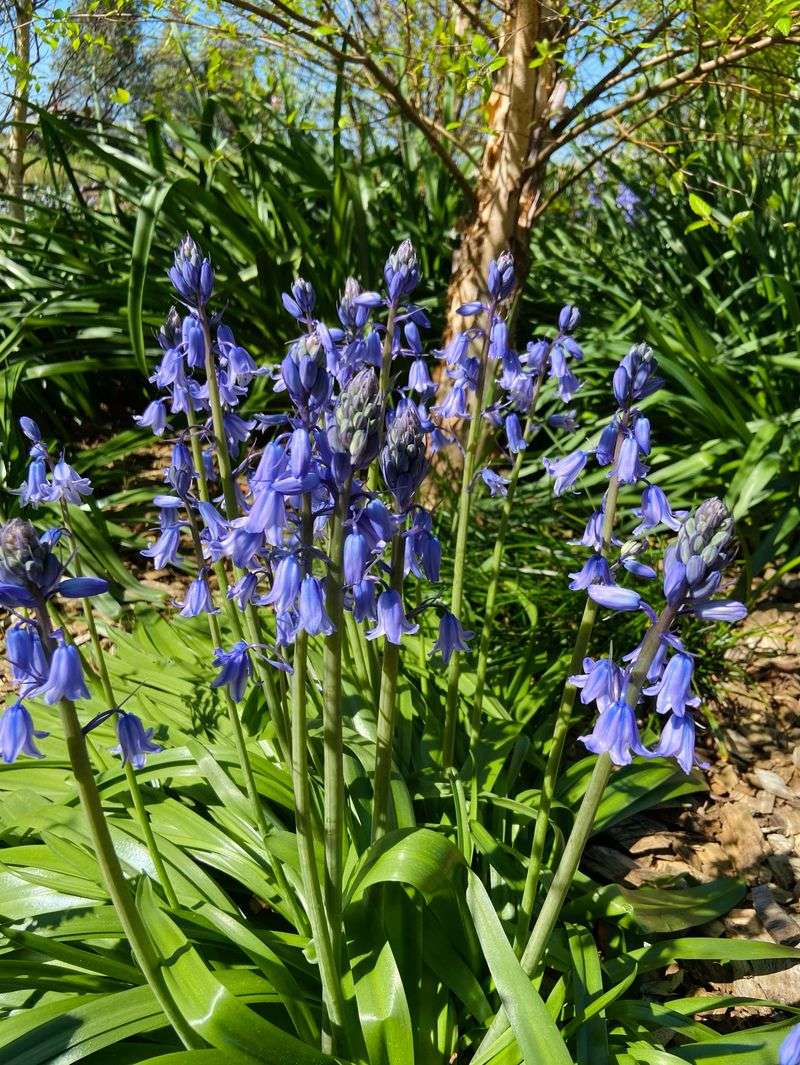 Spanish Bluebells Spanish Bluebells