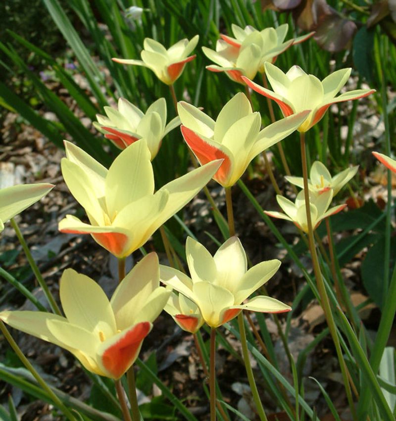 Species Tulips Naturalize Without Prechilling Species Tulips Naturalize Without Prechilling