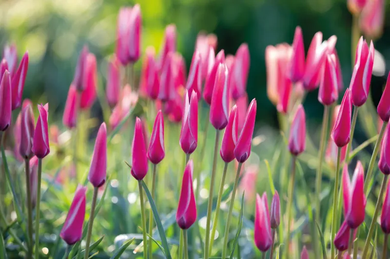 Species Tulips