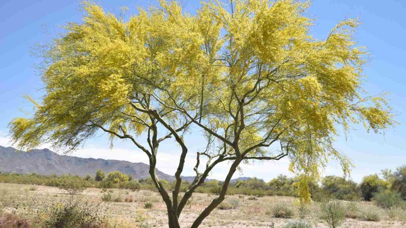 Species, soil, and placement determine whether the tree fits