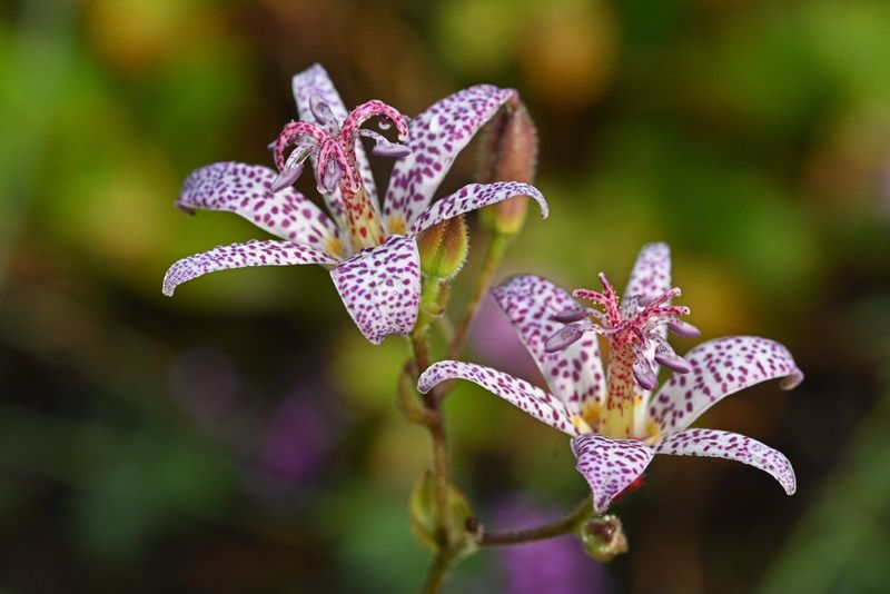 Speckled Blooms That Make Visitors Stop And Stare