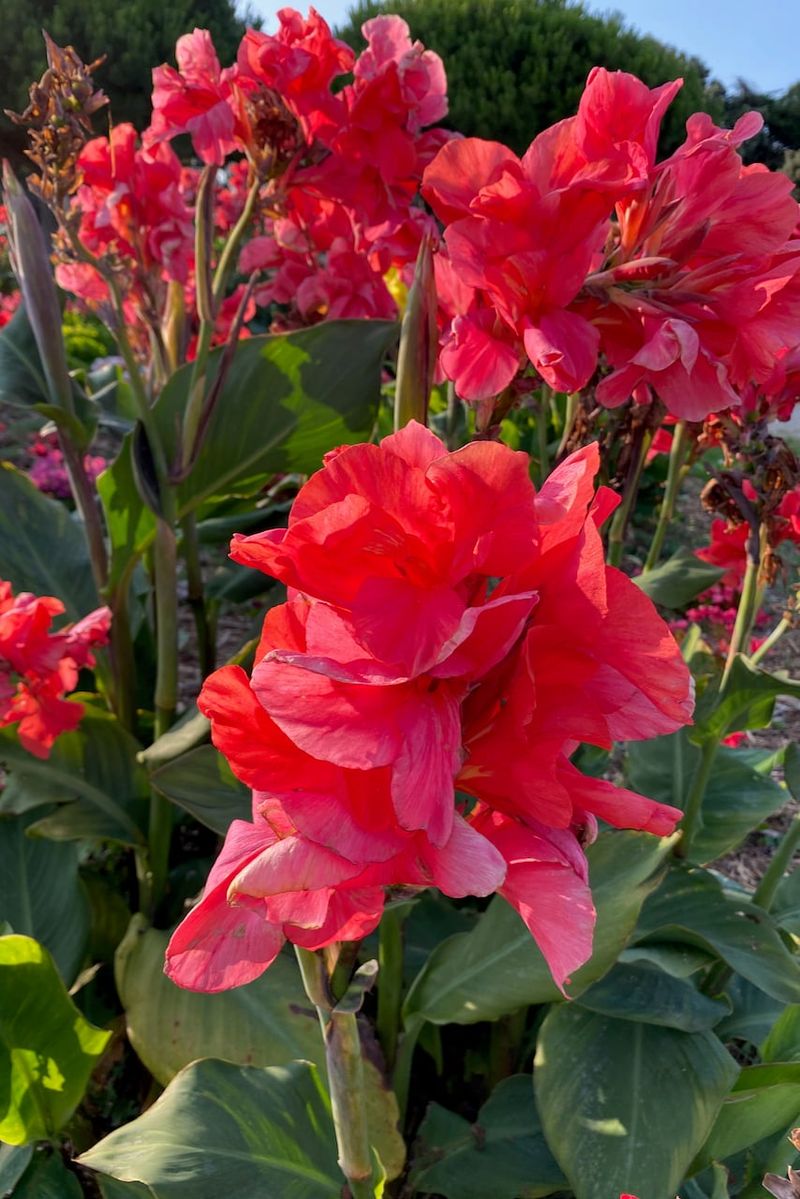 Spent Blooms Trap Moisture Against Stems Spent Blooms Trap Moisture Against Stems