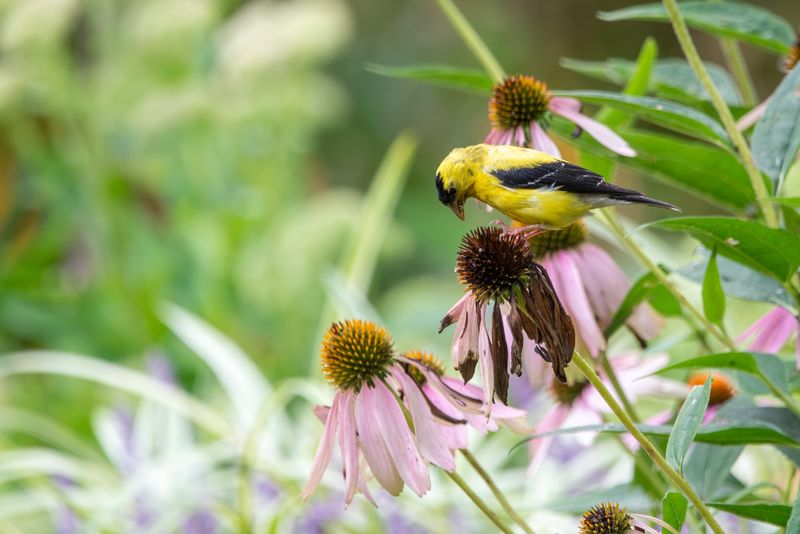 Spent Flower Heads Leave Natural Seeds For Finches And Sparrows Spent Flower Heads Leave Natural Seeds For Finches And Sparrows