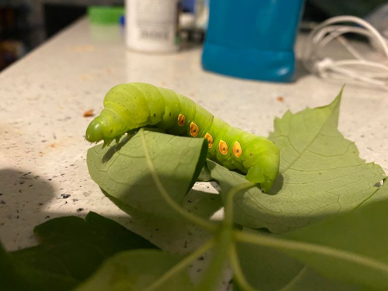Sphinx Moth Caterpillars Feed The Birds Too Sphinx Moth Caterpillars Feed The Birds Too