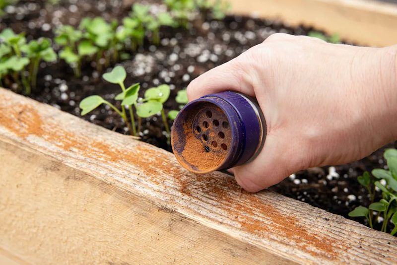 Spice Up The Soil With Cayenne Pepper