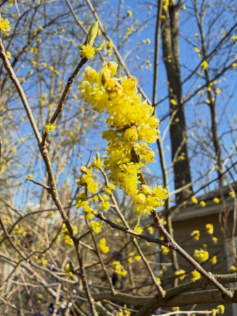 Spicebush Spicebush