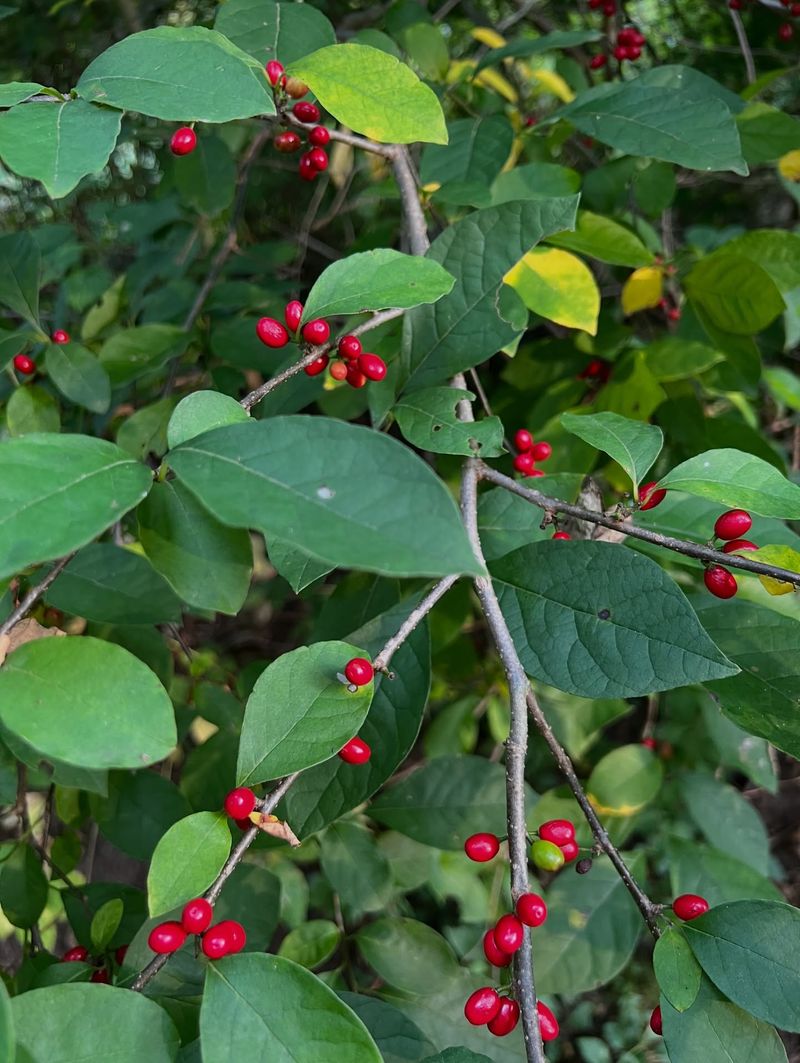 Spicebush