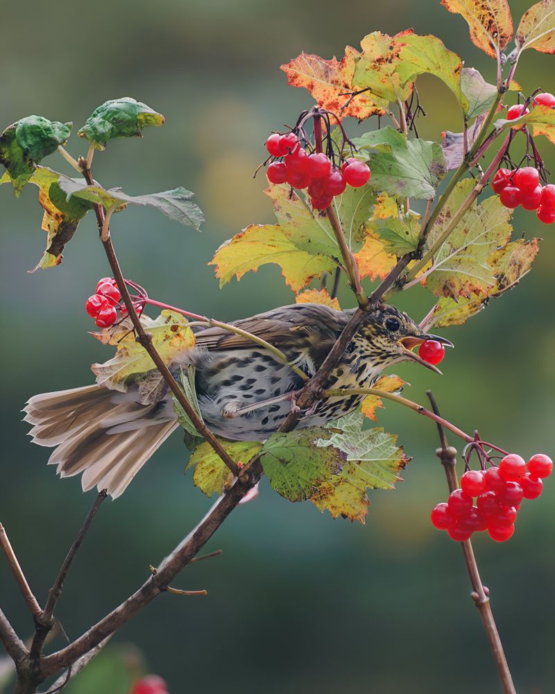 Spicebush Offers Aromatic Red Berries For Hungry Thrushes