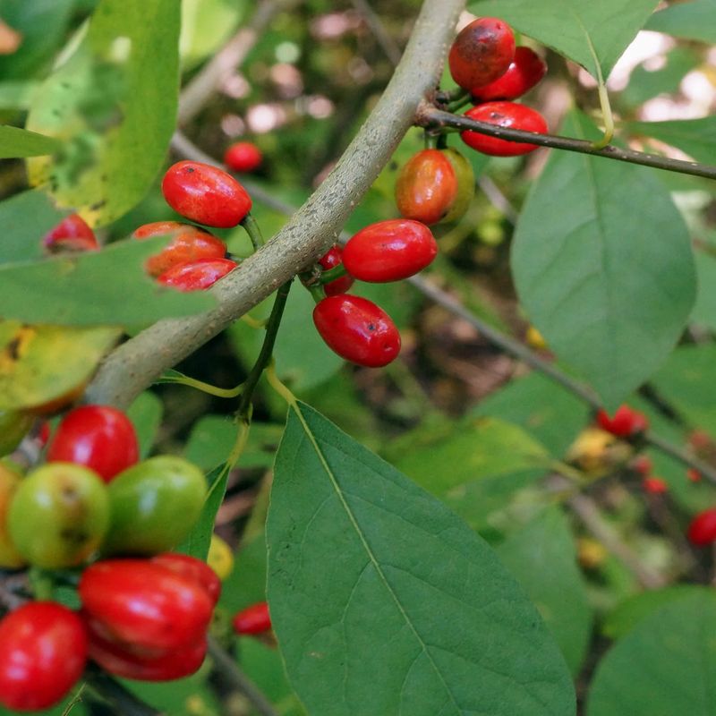 Spicebush, The Shade Lover With A Secret Flavor Spicebush, The Shade Lover With A Secret Flavor