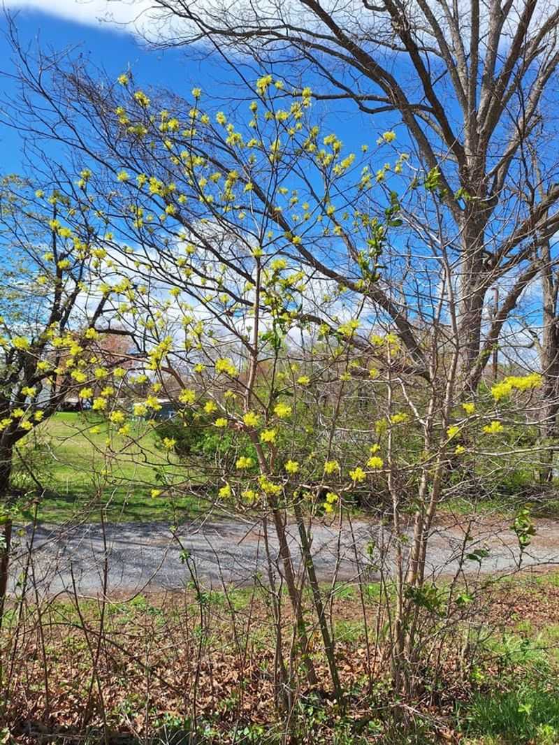 Spicebush Thrives In Shady Woodland Garden Spots