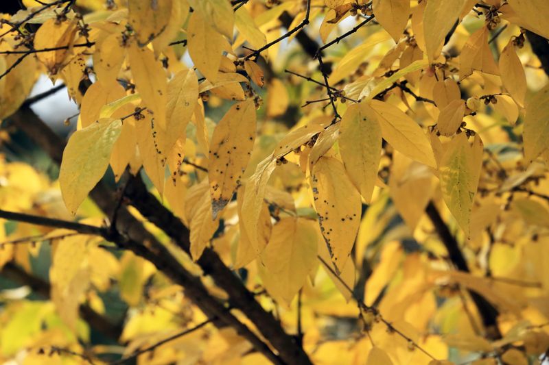 Spicebush With Its Buttery Gold Glow Spicebush With Its Buttery Gold Glow