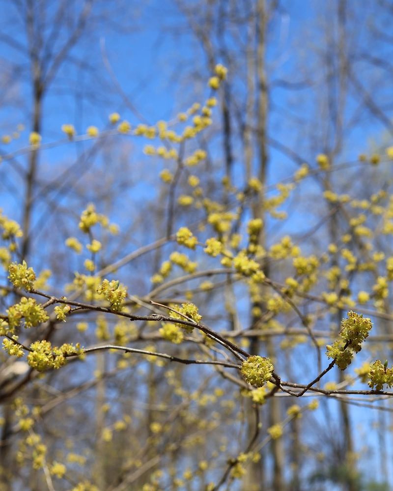 Spicebush