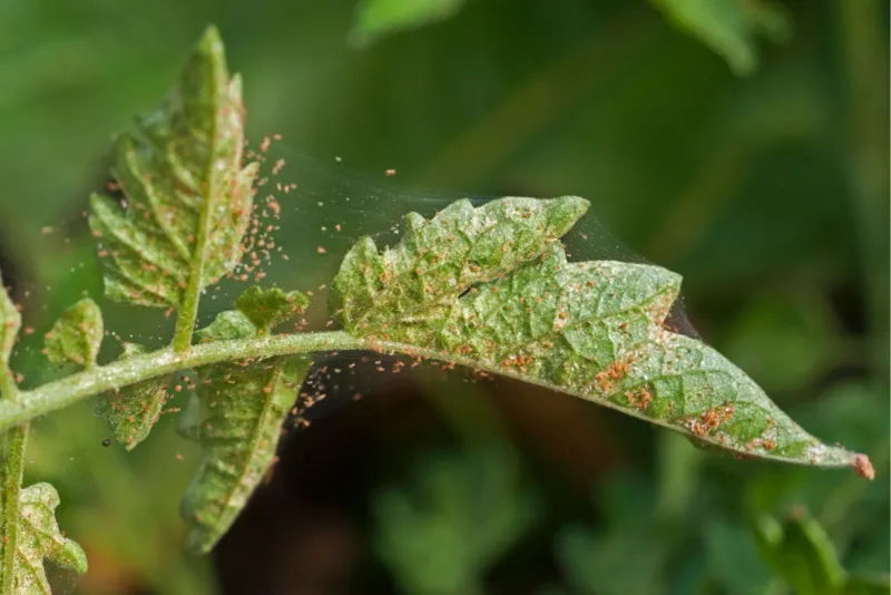 Spider Mites Are Thriving In Hot, Dry Weather Spider Mites Are Thriving In Hot, Dry Weather