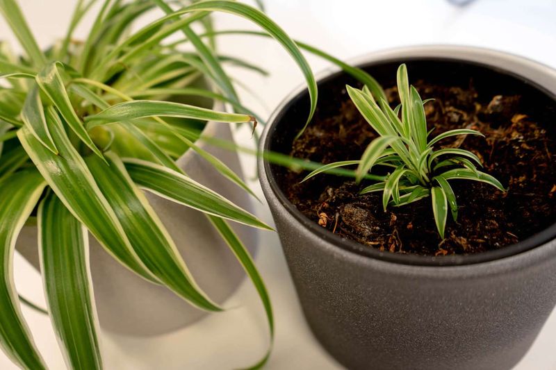 Spider Plant