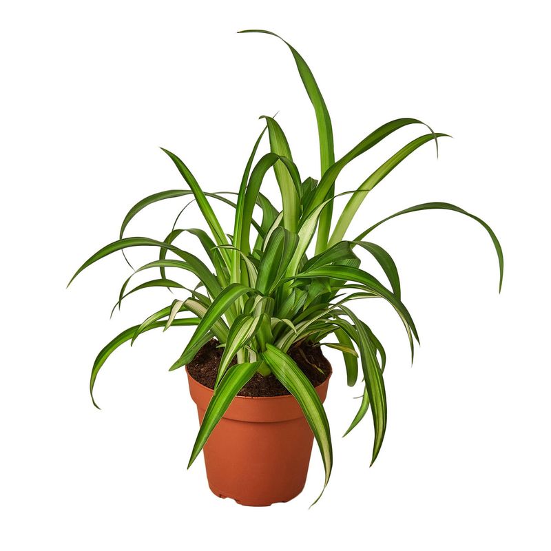 Spider Plant (Chlorophytum comosum)