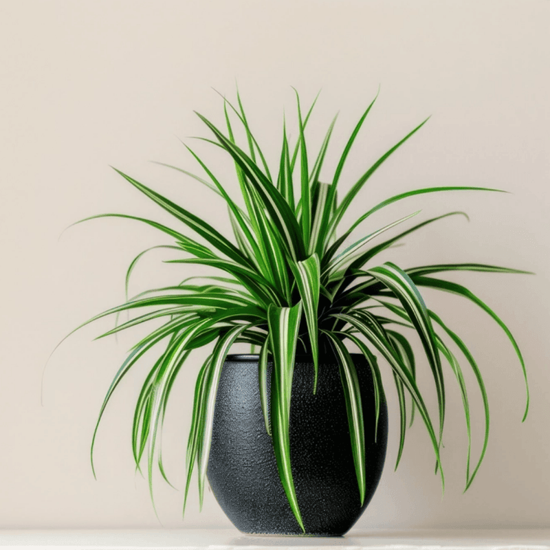 Spider Plant (Chlorophytum comosum) Spider Plant (Chlorophytum comosum)