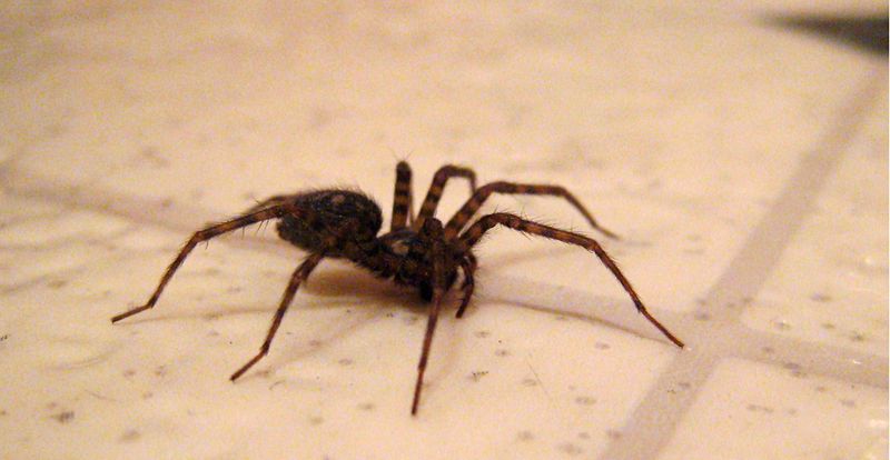 Spiders Are Moving Indoors To Escape Changing Weather