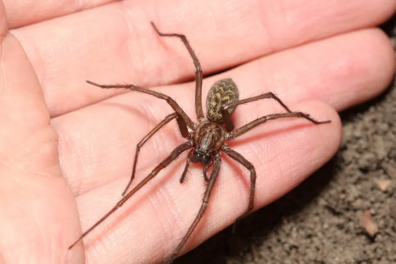 Spiders Become More Visible Not More Aggressive