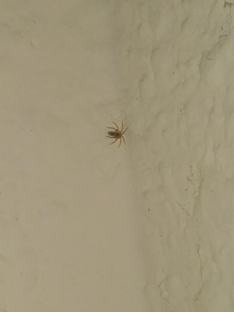 Spiders Follow Other Fall Pests Indoors Spiders Follow Other Fall Pests Indoors