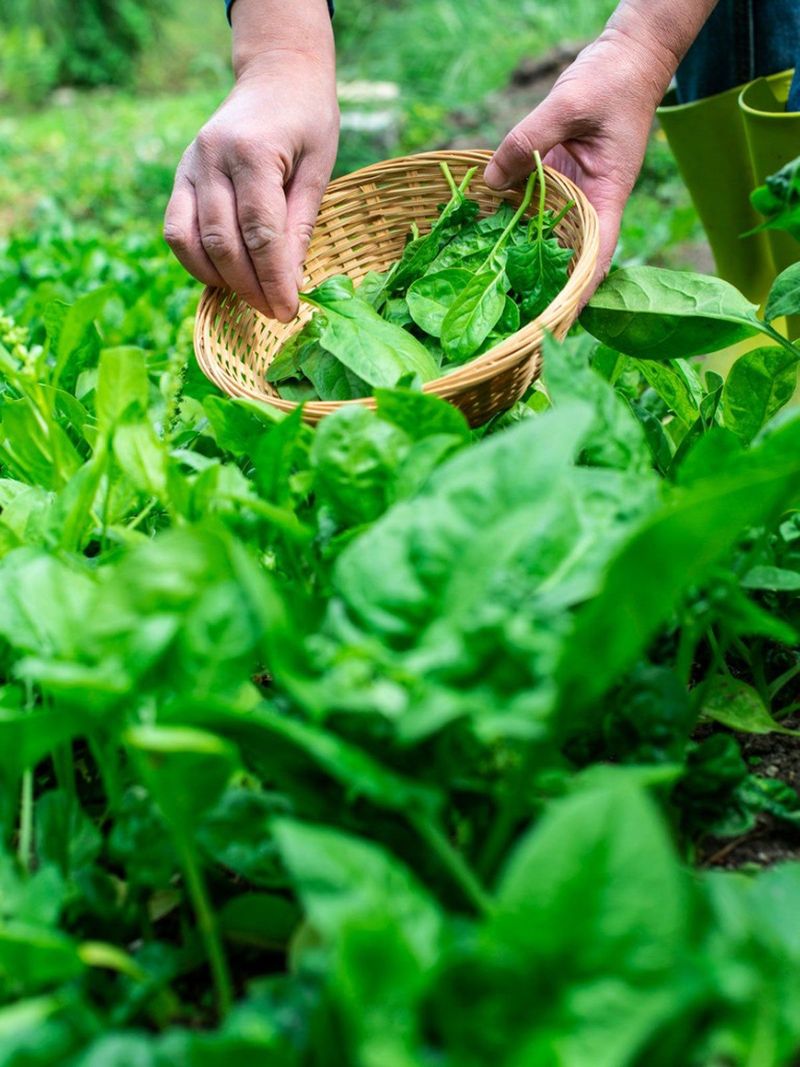 Spinach Spinach