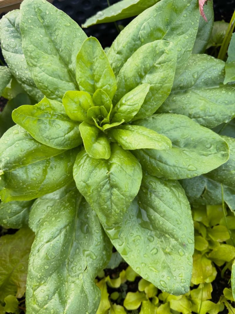 Spinach Spinach