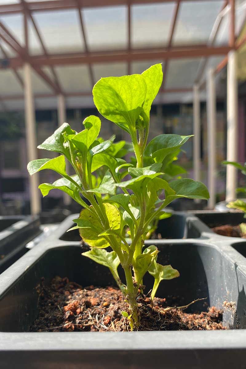 Spinach Containers Can Shift To Cooler Spots During Warm Fall Days Spinach Containers Can Shift To Cooler Spots During Warm Fall Days