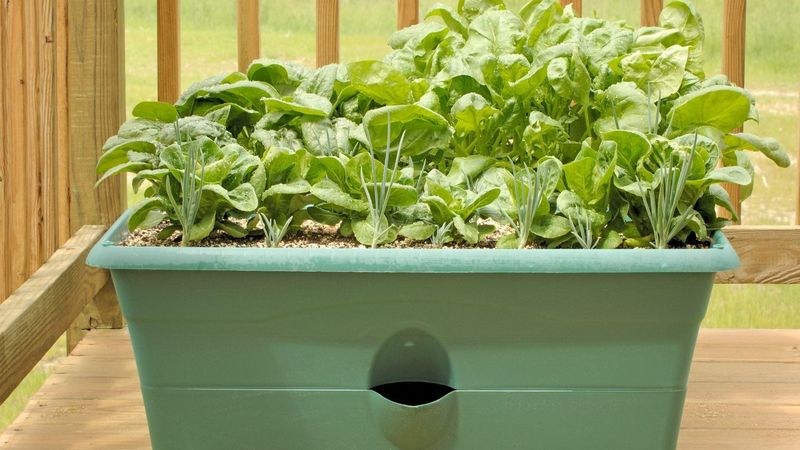 Spinach Finally Gets Conditions It Likes