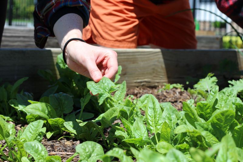 Spinach Finds Its Sweet Spot In September