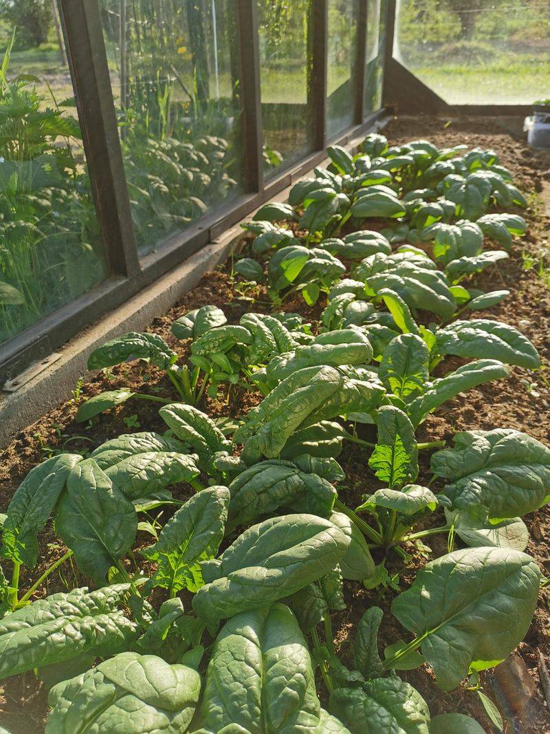 Spinach For Sweet Autumn Harvests Spinach For Sweet Autumn Harvests