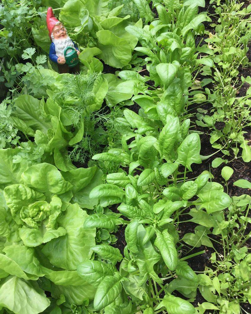 Spinach For The Earliest Spring Salads Spinach For The Earliest Spring Salads