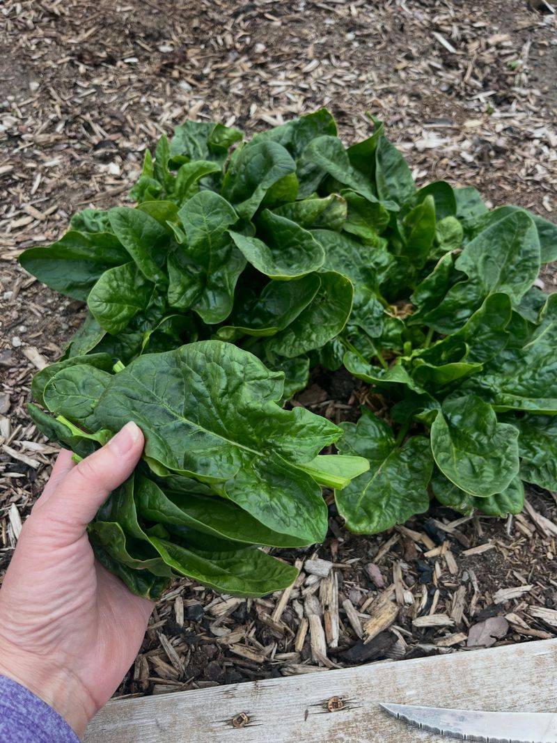 Spinach Gets A Head Start When Planted In October