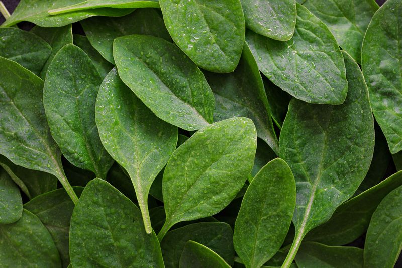 Spinach Grows Sweeter Through Fall And Winter