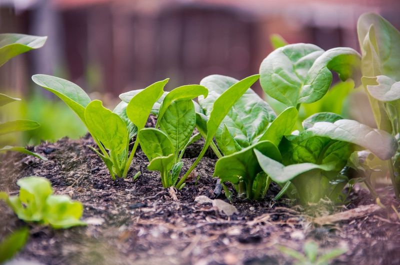 Spinach Handles Chilly Fall Nights