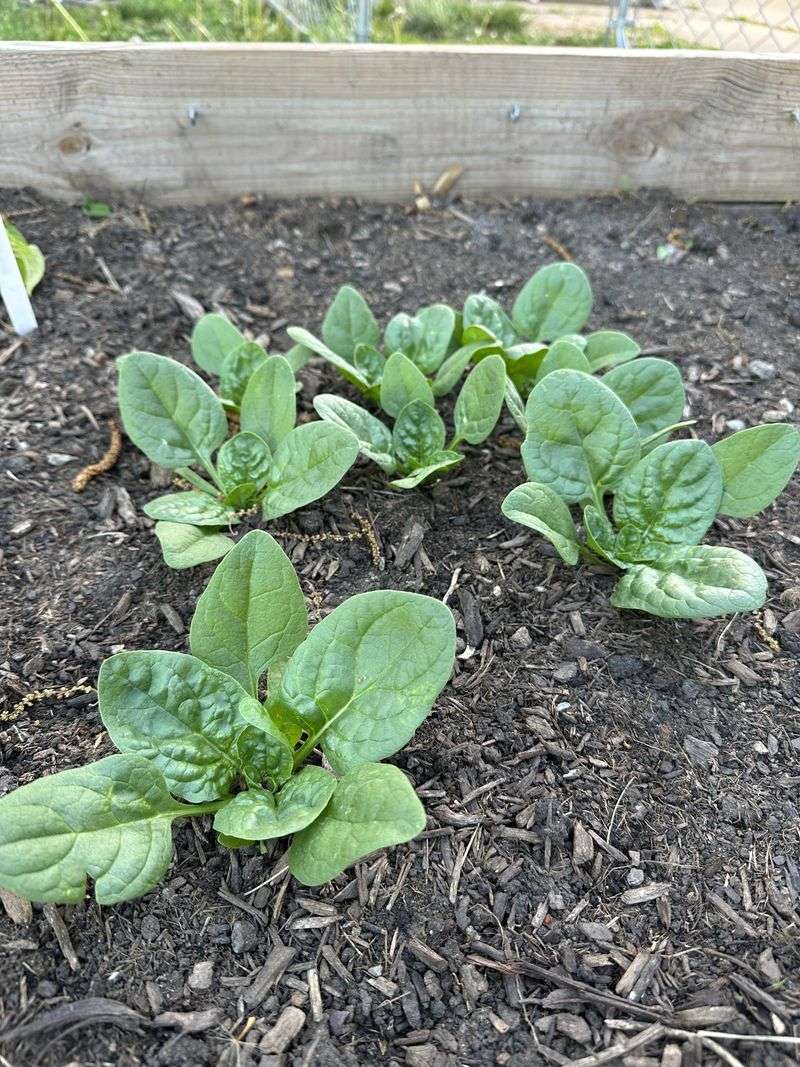 Spinach Handles Chilly Nights And Keeps Growing