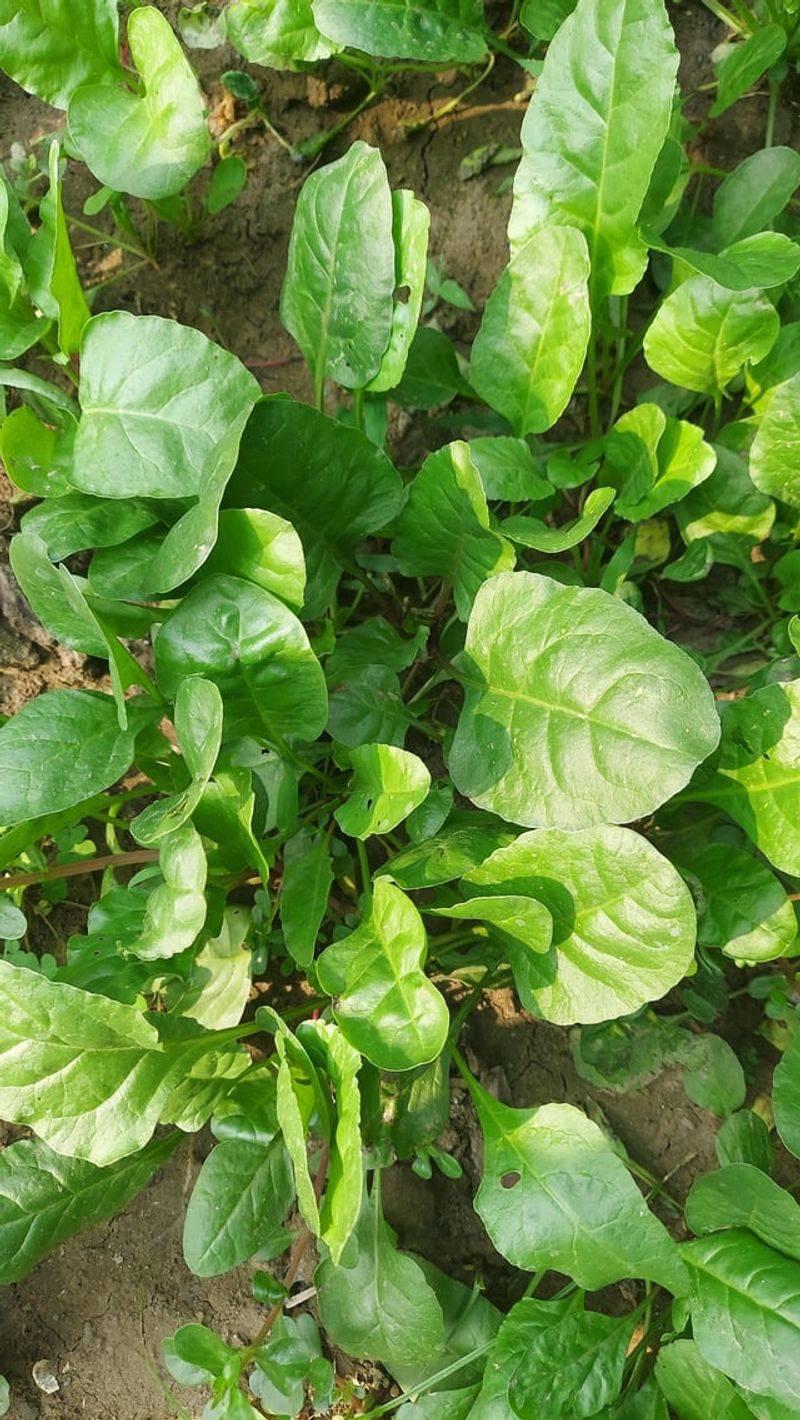 Spinach Handles September's Cooler Growing Conditions