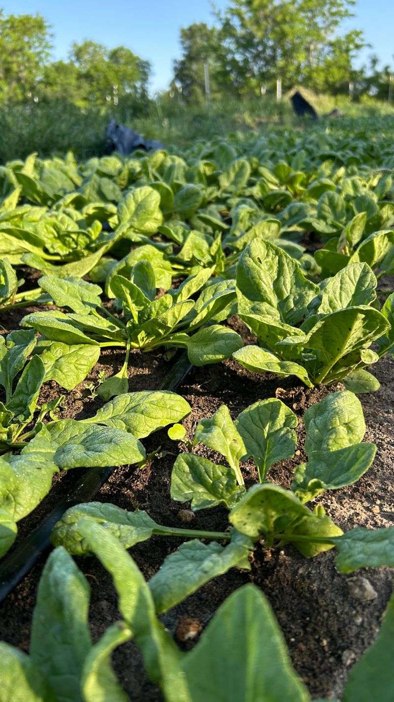 Spinach Loves A Chilly Start Spinach Loves A Chilly Start