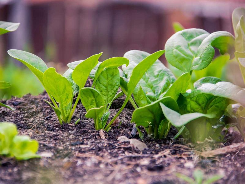 Spinach Thrives In Virginia Autumn Chill Spinach Thrives In Virginia Autumn Chill
