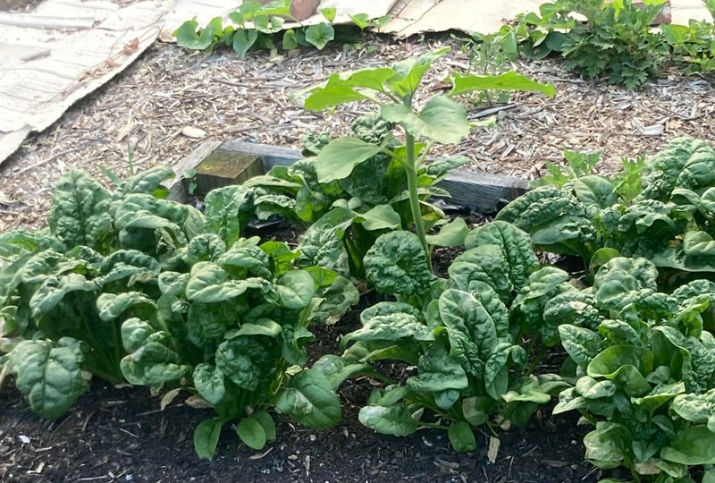 Spinach Thrives Once Heat Finally Breaks Spinach Thrives Once Heat Finally Breaks