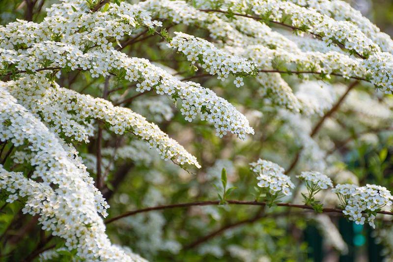 Spirea Spirea