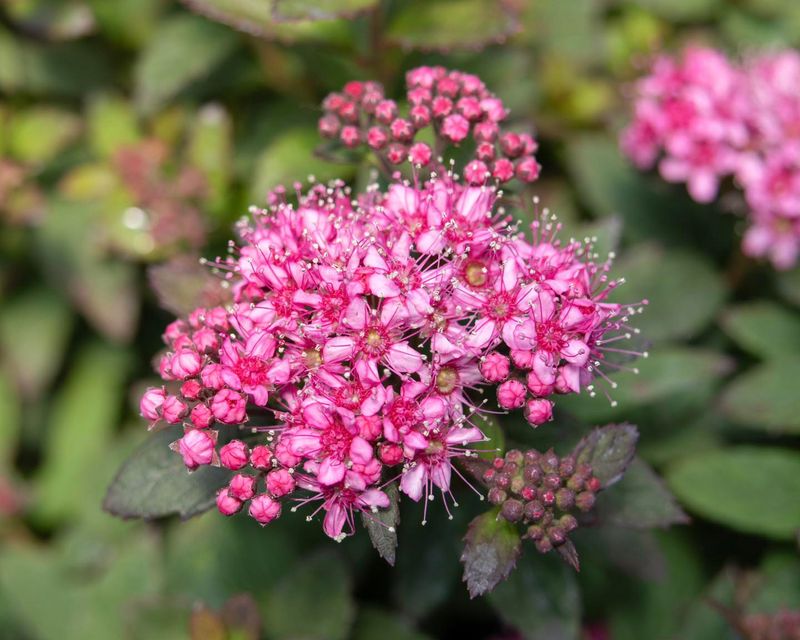 Spirea Spirea