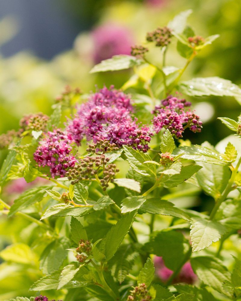 Spirea Spirea