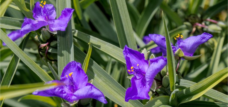 Split Crowded Spiderwort Before Cold Weather Settles In